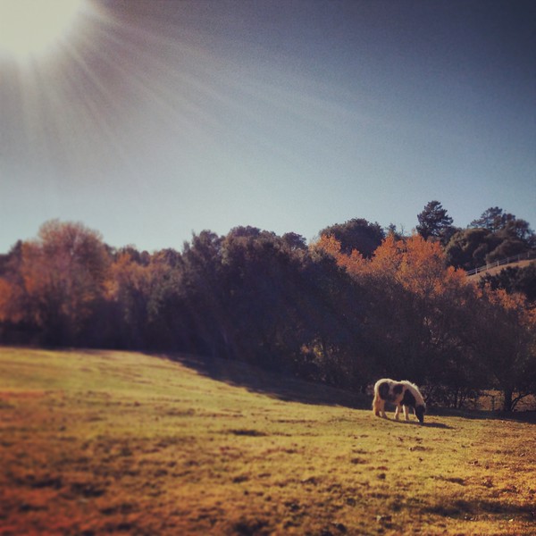 miniature horse in a grassy field